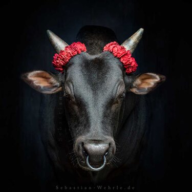 Different photo techniques, sizes, editions - 2019